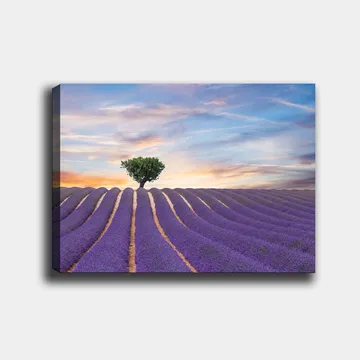 Canvastavla 70x100 cm - Ensam trädkrona står stolt över ett fält av lavendel i mjuka, vågiga rader under en färgsprakande himmel - Lila / Grön / Gul - Inredning - Tavlor & posters - Canvastavla
