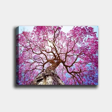 Canvastavla 70x100 cm - Ett majestätiskt körsbärsträd med blommande rosa blommor som sträcker sig mot en klar blå himmel - Rosa / Brun / Blå - Inredning - Tavlor & posters - Canvastavla