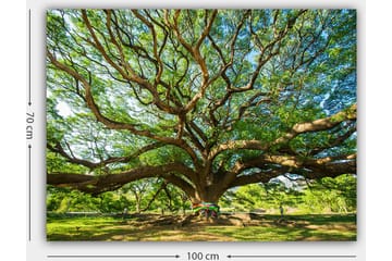 Canvastavla 70x100 cm - Ett stort och majestätiskt träd med utbredda grenar och frodig grönska - Grön / Brun - Inredning - Tavlor & posters - Canvastavla