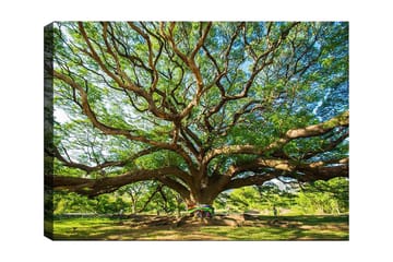 Canvastavla 70x100 cm - Ett stort och majestätiskt träd med utbredda grenar och frodig grönska - Grön / Brun - Inredning - Tavlor & posters - Canvastavla