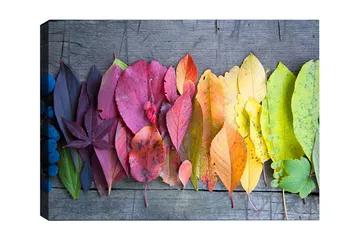 Canvastavla 70x100 cm - Färgglad samling av höstlöv i olika nyanser som visar naturens skönhet - Röd / Gul / Grön - Inredning - Tavlor & posters - Canvastavla