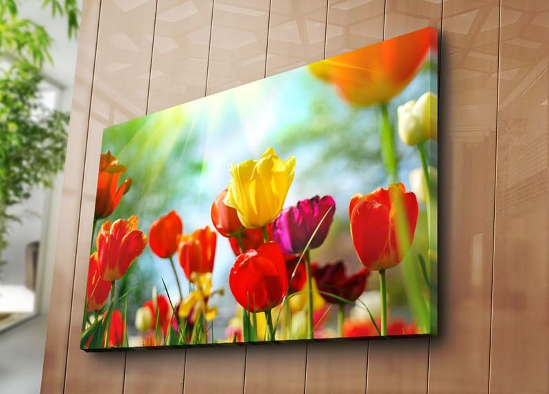 Canvastavla 70x100 cm - Färgglad samling av tulpaner i olika nyanser som blomstrar i ljuset - Röd / Gul / Lila - Inredning - Tavlor & posters - Canvastavla