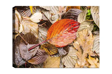 Canvastavla 70x100 cm - Färgglada höstlöv på en fuktig markyta - Röd / Brun / Gul - Inredning - Tavlor & posters - Canvastavla