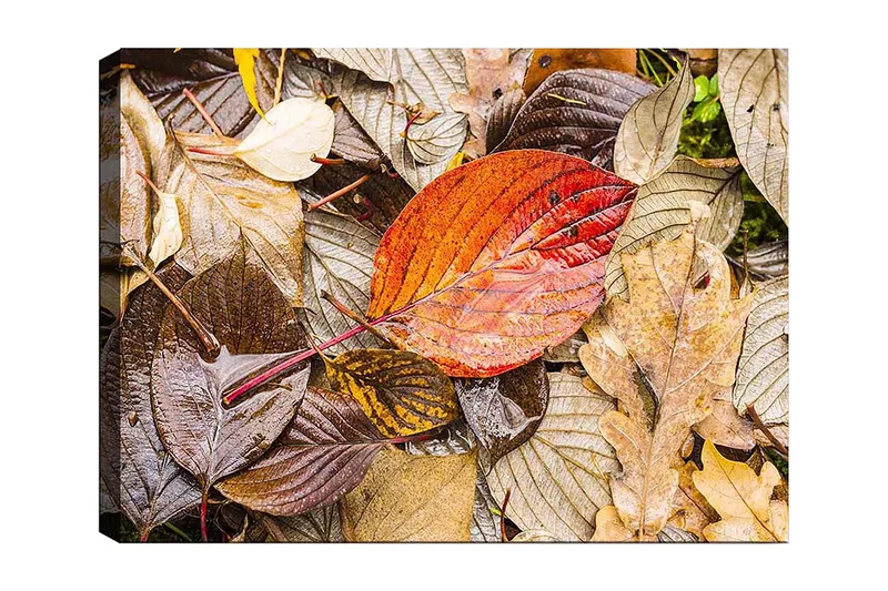 Canvastavla 70x100 cm - Färgglada höstlöv på en fuktig markyta - Röd / Brun / Gul - Inredning - Tavlor & posters - Canvastavla