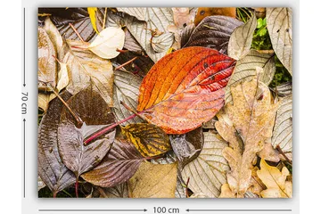 Canvastavla 70x100 cm - Färgglada höstlöv på en fuktig markyta - Röd / Brun / Gul - Inredning - Tavlor & posters - Canvastavla