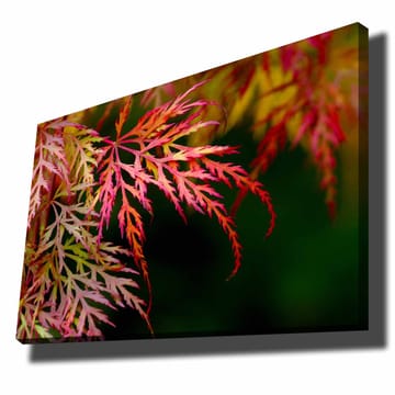 Canvastavla 70x100 cm - Färgglada lönnlöv i olika nyanser av rött och rosa - Röd / Rosa / Grön - Inredning - Tavlor & posters - Canvastavla
