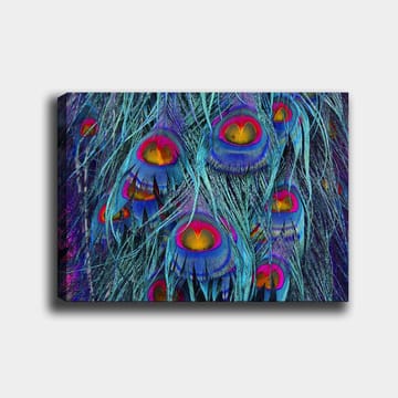 Canvastavla 70x100 cm - Färgglada påfågelfjädrar med en hypnotiserande mönstring - Turkos / Lila / Röd - Inredning - Tavlor & posters - Canvastavla