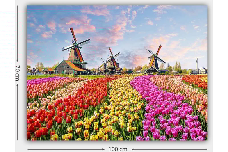 Canvastavla 70x100 cm - Färgsprakande tulpanfält med vindmöllor i bakgrunden - Röd / Rosa / Gul - Inredning - Tavlor & posters - Canvastavla