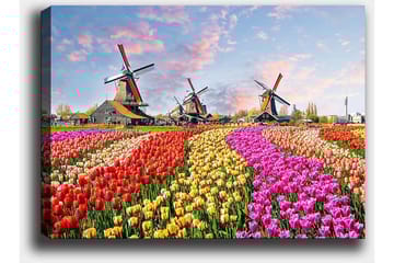 Canvastavla 70x100 cm - Färgsprakande tulpanfält med vindmöllor i bakgrunden - Röd / Rosa / Gul - Inredning - Tavlor & posters - Canvastavla
