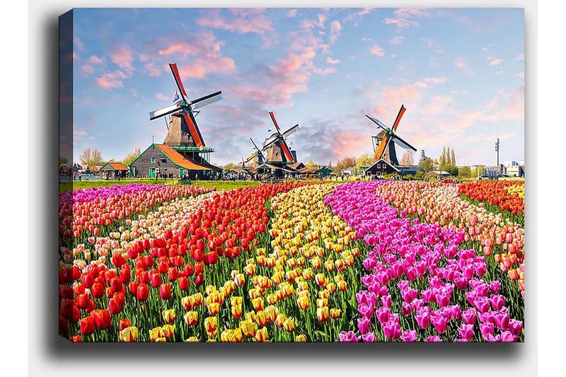 Canvastavla 70x100 cm - Färgsprakande tulpanfält med vindmöllor i bakgrunden - Röd / Rosa / Gul - Inredning - Tavlor & posters - Canvastavla