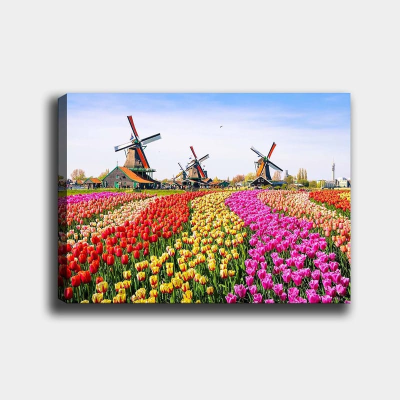 Canvastavla 70x100 cm - Färgsprakande tulpanodling med vindmölla i bakgrunden, Röd / Gul / Rosa