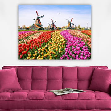 Canvastavla 70x100 cm - Färgsprakande tulpanodling med vindmölla i bakgrunden - Röd / Gul / Rosa - Inredning - Tavlor & posters - Canvastavla
