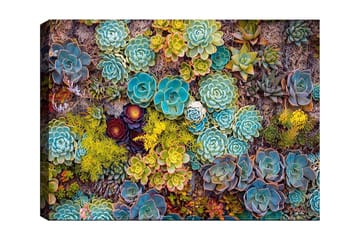 Canvastavla 70x100 cm - Färgstark samling av olika suckulenter i varierande former och nyanser - Turkos / Grön / Gul - Inredning - Tavlor & posters - Canvastavla