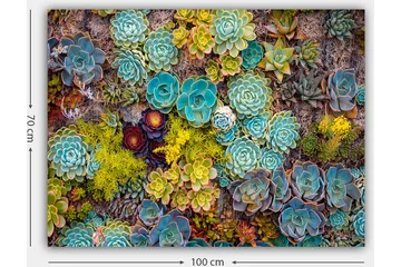 Canvastavla 70x100 cm - Färgstark samling av olika suckulenter i varierande former och nyanser - Turkos / Grön / Gul - Inredning - Tavlor & posters - Canvastavla
