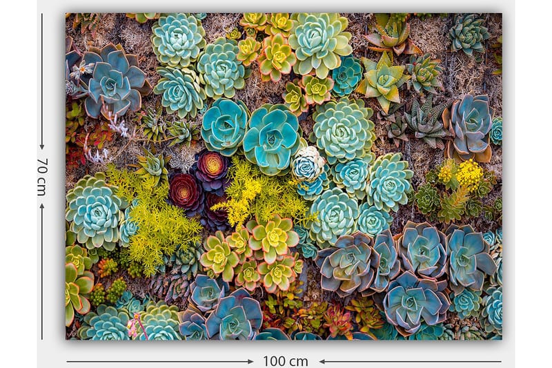 Canvastavla 70x100 cm - Färgstark samling av olika suckulenter i varierande former och nyanser - Turkos / Grön / Gul - Inredning - Tavlor & posters - Canvastavla