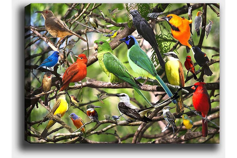 Canvastavla 70x100 cm - Flera färgglada fåglar som sitter på grenar i en livlig naturmiljö - Grön / Röd / Blå - Inredning - Tavlor & posters - Canvastavla