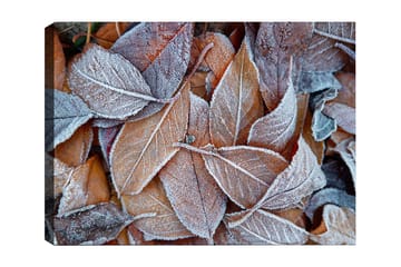 Canvastavla 70x100 cm - Frostiga löv i höstfärger - Orange / Grå / Vit - Inredning - Tavlor & posters - Canvastavla