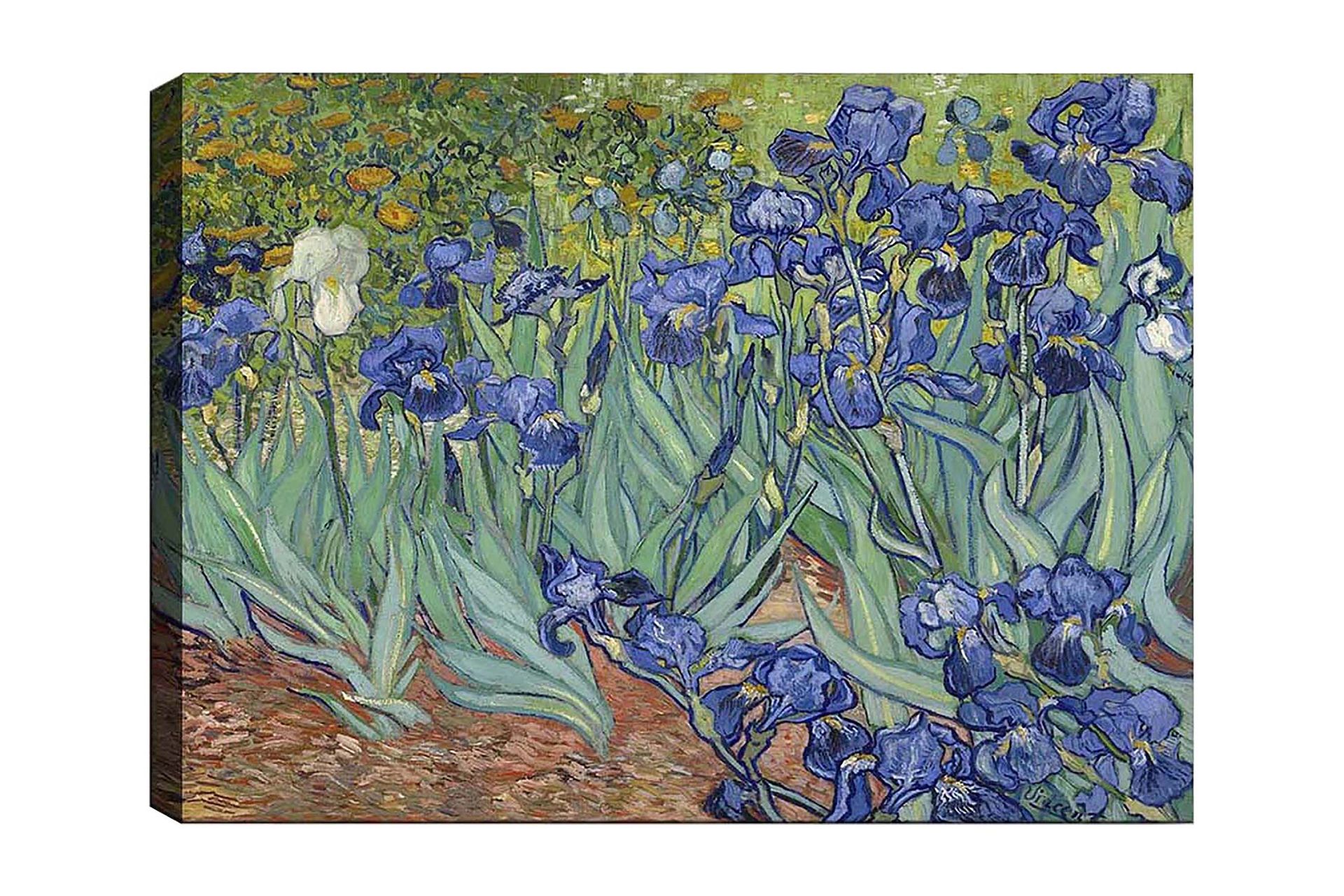Canvastavla 70x100 cm - Färgglad samling av irisblommor i olika nyanser av blått - Blå / Grön / Vit
