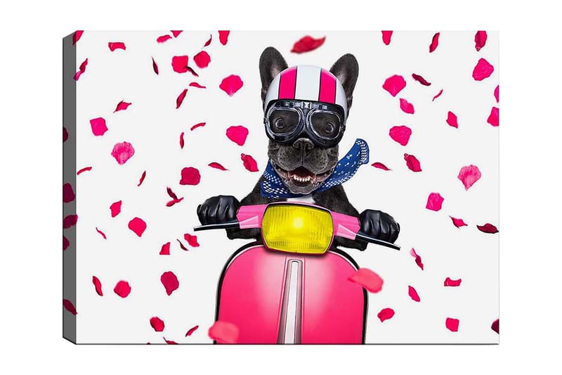Canvastavla 70x100 cm - Glad fransk bulldogg som kör en rosa scooter med blommor som faller runtomkring, Rosa / Svart / Gul
