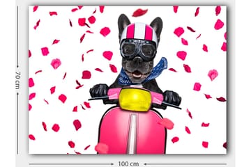 Canvastavla 70x100 cm - Glad fransk bulldogg som kör en rosa scooter med blommor som faller runtomkring - Rosa / Svart / Gul - Inredning - Tavlor & posters - Canvastavla