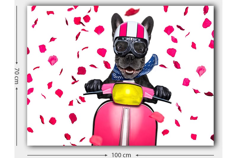 Canvastavla 70x100 cm - Glad fransk bulldogg som kör en rosa scooter med blommor som faller runtomkring - Rosa / Svart / Gul - Inredning - Tavlor & posters - Canvastavla