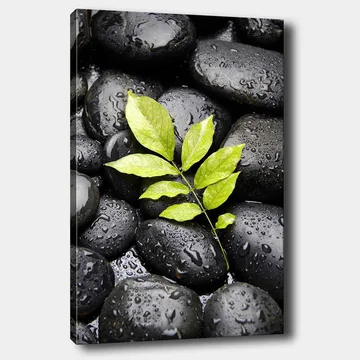 Canvastavla 70x100 cm - Grön kvist som växer fram ur en samling svarta stenar - Svart / Grön - Inredning - Tavlor & posters - Canvastavla