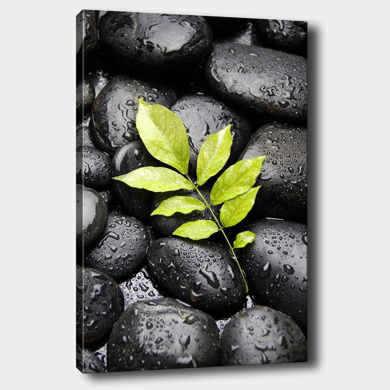 Canvastavla 70x100 cm - Grön kvist som växer fram ur en samling svarta stenar, Svart / Grön