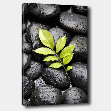 Canvastavla 70x100 cm - Grön kvist som växer fram ur en samling svarta stenar - Svart / Grön - Inredning - Tavlor & posters - Canvastavla