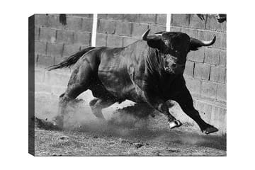 Canvastavla 70x100 cm - Kraftfull tjur i rörelse, fångad i ett ögonblick av intensitet och styrka - Svart / Grått - Inredning - Tavlor & posters - Canvastavla