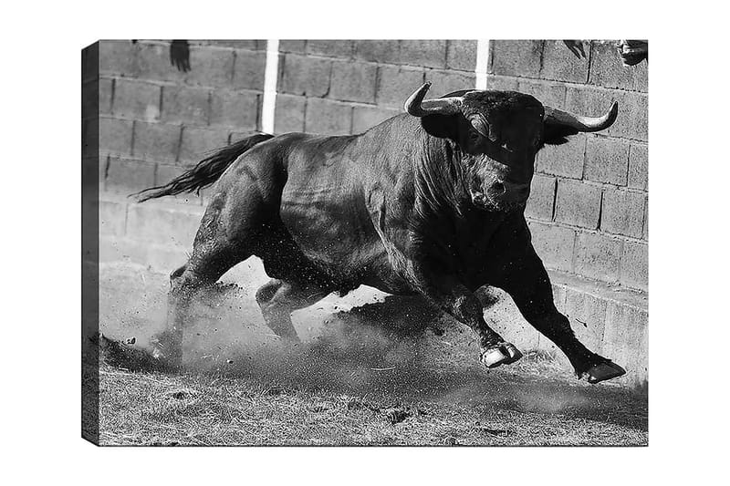 Canvastavla 70x100 cm - Kraftfull tjur i rörelse, fångad i ett ögonblick av intensitet och styrka - Svart / Grått - Inredning - Tavlor & posters - Canvastavla