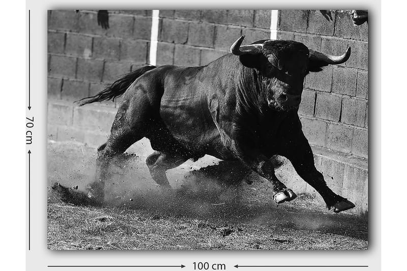 Canvastavla 70x100 cm - Kraftfull tjur i rörelse, fångad i ett ögonblick av intensitet och styrka - Svart / Grått - Inredning - Tavlor & posters - Canvastavla