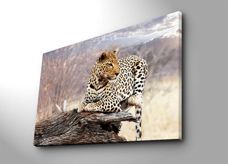 Canvastavla 70x100 cm - Leopard som vilar på en trästam i en naturlig miljö - Guld / Svart / Brun - Inredning - Tavlor & posters - Canvastavla