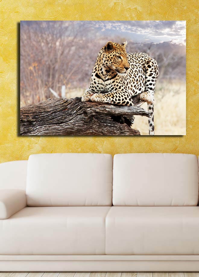 Canvastavla 70x100 cm - Leopard som vilar på en trästam i en naturlig miljö - Guld / Svart / Brun - Inredning - Tavlor & posters - Canvastavla