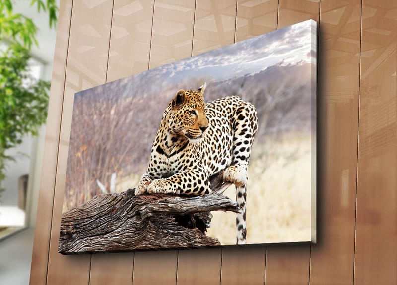 Canvastavla 70x100 cm - Leopard som vilar på en trästam i en naturlig miljö - Guld / Svart / Brun - Inredning - Tavlor & posters - Canvastavla