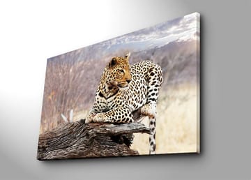 Canvastavla 70x100 cm - Leopard som vilar på en trästam i en naturlig miljö - Guld / Svart / Brun - Inredning - Tavlor & posters - Canvastavla