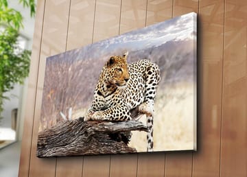 Canvastavla 70x100 cm - Leopard som vilar på en trästam i en naturlig miljö - Guld / Svart / Brun - Inredning - Tavlor & posters - Canvastavla