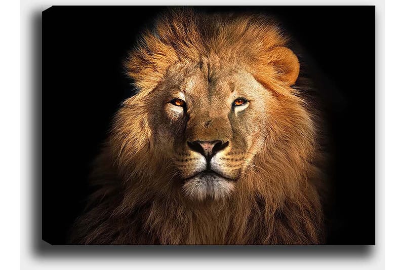 Canvastavla 70x100 cm - Majestätisk lejonhuvud med intensiv blick - Guld / Brun / Svart - Inredning - Tavlor & posters - Canvastavla