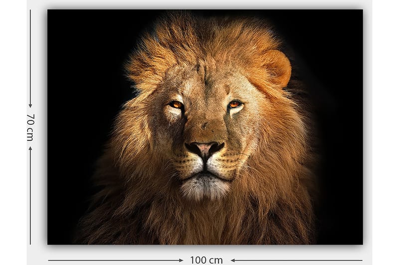 Canvastavla 70x100 cm - Majestätisk lejonhuvud med intensiv blick - Guld / Brun / Svart - Inredning - Tavlor & posters - Canvastavla