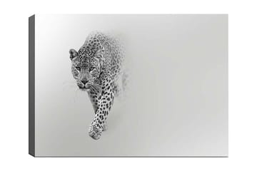 Canvastavla 70x100 cm - Majestätisk leopard som rör sig framåt i en stilren och minimalistisk komposition - Svart / Grå - Inredning - Tavlor & posters - Canvastavla