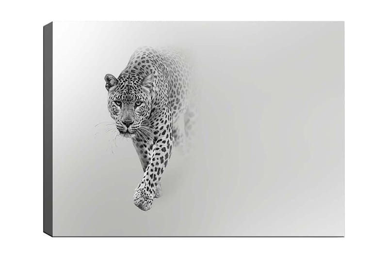 Canvastavla 70x100 cm - Majestätisk leopard som rör sig framåt i en stilren och minimalistisk komposition - Svart / Grå - Inredning - Tavlor & posters - Canvastavla
