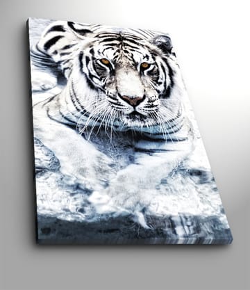 Canvastavla 70x100 cm - Majestätisk vit tiger som ligger i vattnet - Vit / Svart / Grå - Inredning - Tavlor & posters - Canvastavla