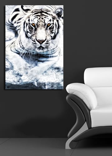 Canvastavla 70x100 cm - Majestätisk vit tiger som ligger i vattnet - Vit / Svart / Grå - Inredning - Tavlor & posters - Canvastavla