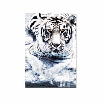 Canvastavla 70x100 cm - Majestätisk vit tiger som ligger i vattnet - Vit / Svart / Grå - Inredning - Tavlor & posters - Canvastavla