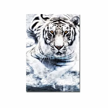 Canvastavla 70x100 cm - Majestätisk vit tiger som ligger i vattnet - Vit / Svart / Grå - Inredning - Tavlor & posters - Canvastavla