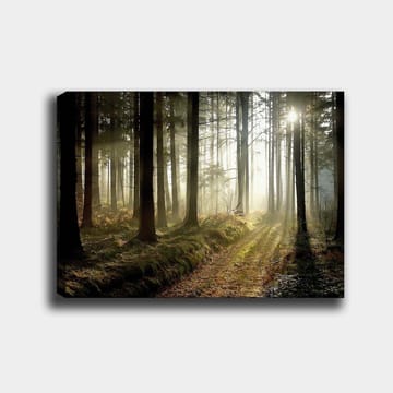 Canvastavla 70x100 cm - Mystisk skog med solstrålar som bryter genom träden - Mörkgrön / Ljusgrön / Brun - Inredning - Tavlor & posters - Canvastavla
