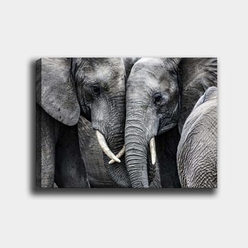 Canvastavla 70x100 cm - Närbild av elefanter som visar deras ansikten och betar i en intim sammanslutning - Grå / Vit - Inredning - Tavlor & posters - Canvastavla