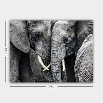 Canvastavla 70x100 cm - Närbild av elefanter som visar deras ansikten och betar i en intim sammanslutning - Grå / Vit - Inredning - Tavlor & posters - Canvastavla