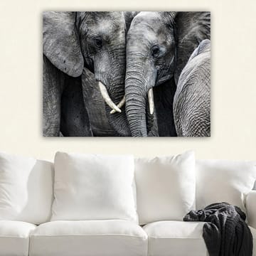 Canvastavla 70x100 cm - Närbild av elefanter som visar deras ansikten och betar i en intim sammanslutning - Grå / Vit - Inredning - Tavlor & posters - Canvastavla
