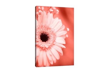 Canvastavla 70x100 cm - Närbild av en rosa blomma med en mörk mittpunkt - Rosa / Svart - Inredning - Tavlor & posters - Canvastavla