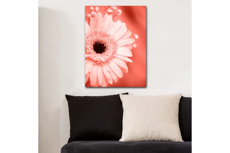 Canvastavla 70x100 cm - Närbild av en rosa blomma med en mörk mittpunkt - Rosa / Svart - Inredning - Tavlor & posters - Canvastavla